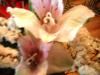 <img100*0:stuff/z/169023/Flowers%252041/i1263420959_35.jpg>