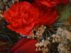 <img100*0:stuff/z/169023/Flowers%252041/i1263420959_36.jpg>