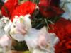 <img100*0:stuff/z/169023/Flowers%252041/i1263420959_37.jpg>