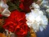 <img100*0:stuff/z/169023/Flowers%252041/i1263420959_39.jpg>