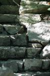 <img100*0:stuff/z/169023/Forest%2520Stairs.2/i1278950344_9.jpg>