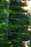 <img100*0:stuff/z/169023/Forest%2520Stairs/i1278950349_29.jpg>