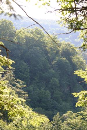 <img300*0:stuff/z/169023/Forest%2520view/i1279841330_2.jpg>