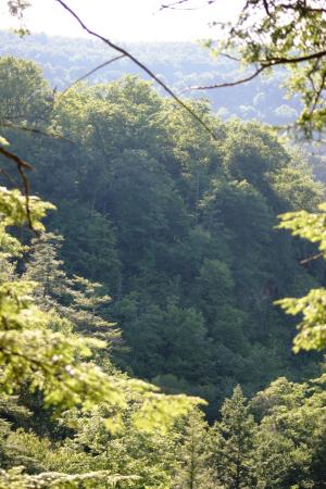 <img300*0:stuff/z/169023/Forest%2520view/i1279841330_3.jpg>