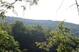 <img300*0:stuff/z/169023/Forest%2520view/i1279841330_4.jpg>