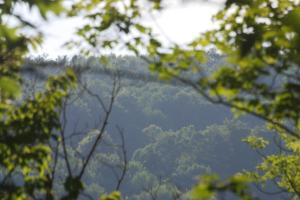 <img300*0:stuff/z/169023/Forest%2520view/i1279841330_5.jpg>