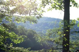 <img300*0:stuff/z/169023/Forest%2520view/i1279841330_6.jpg>