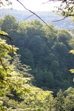 <img300*0:stuff/z/169023/Forest%2520view/i1279841330_9.jpg>