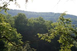 <img300*0:stuff/z/169023/Forest%2520view/i1279841331_10.jpg>