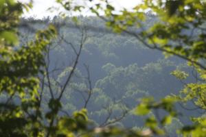 <img300*0:stuff/z/169023/Forest%2520view/i1279841331_11.jpg>