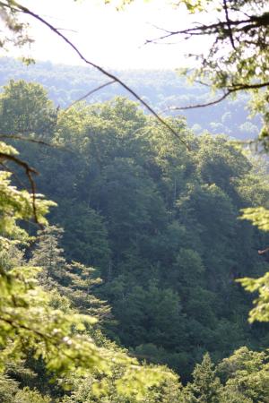 <img300*0:stuff/z/169023/Forest%2520view/i1279841331_14.jpg>