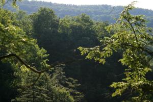 <img300*0:stuff/z/169023/Forest%2520view/i1279841331_15.jpg>