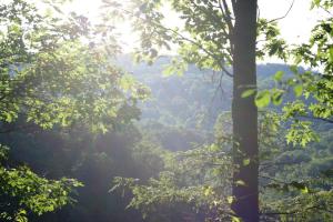 <img300*0:stuff/z/169023/Forest%2520view/i1279841331_16.jpg>