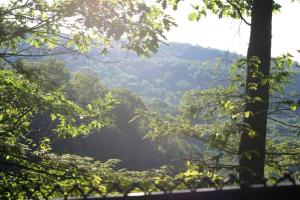 <img300*0:stuff/z/169023/Forest%2520view/i1279841331_17.jpg>