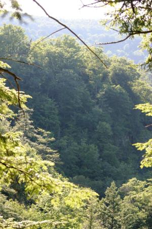 <img300*0:stuff/z/169023/Forest%2520view/i1279841331_18.jpg>