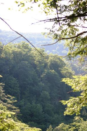 <img300*0:stuff/z/169023/Forest%2520view/i1279841331_19.jpg>