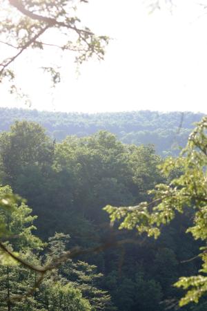 <img300*0:stuff/z/169023/Forest%2520view/i1279841331_20.jpg>