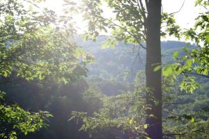 <img300*0:stuff/z/169023/Forest%2520view/i1279841331_21.jpg>