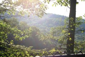 <img300*0:stuff/z/169023/Forest%2520view/i1279841331_22.jpg>