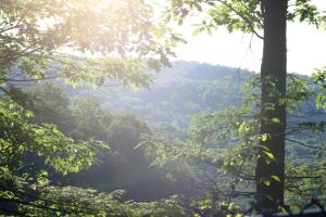 <img300*0:stuff/z/169023/Forest%2520view/i1279841331_26.jpg>