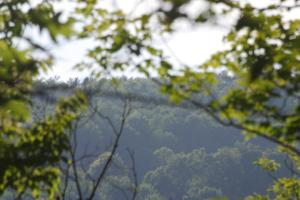 <img300*0:stuff/z/169023/Forest%2520view/i1279841331_30.jpg>
