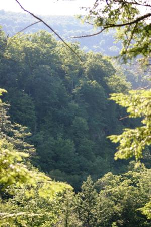 <img300*0:stuff/z/169023/Forest%2520view/i1279841331_33.jpg>