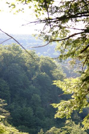 <img300*0:stuff/z/169023/Forest%2520view/i1279841331_34.jpg>