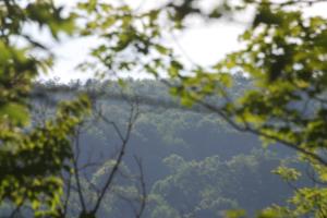 <img300*0:stuff/z/169023/Forest%2520view/i1279841331_35.jpg>