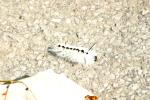 <img0*100:stuff/z/169023/Fuzzy%2520Cat./i1254756325_5.jpg>