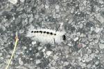 <img0*100:stuff/z/169023/Fuzzy%2520Cat./i1254756326_8.jpg>