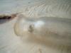 <img100*0:stuff/z/169023/Glass%2520Bottles/i1263429727_34.jpg>