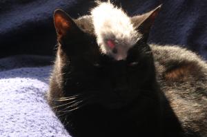 <img300*0:stuff/z/169023/Gollum%2520Cat/i1304373708_1.jpg>
