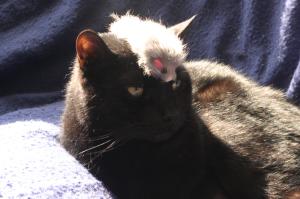 <img300*0:stuff/z/169023/Gollum%2520Cat/i1304373708_2.jpg>