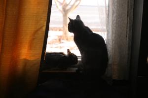 <img300*0:stuff/z/169023/Gollum%2520Cat/i1304373708_3.jpg>