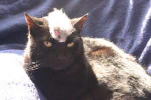 <img300*0:stuff/z/169023/Gollum%2520Cat/i1304373709_10.jpg>