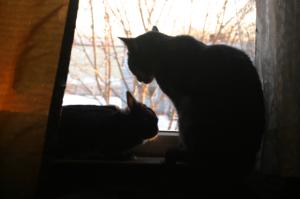 <img300*0:stuff/z/169023/Gollum%2520Cat/i1304373709_11.jpg>