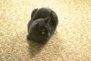 <img300*0:stuff/z/169023/Gollum%2520Cat/i1304373709_12.jpg>