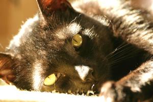 <img300*0:stuff/z/169023/Gollum%2520Cat/i1304373709_13.jpg>