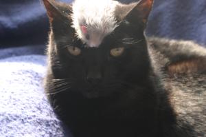 <img300*0:stuff/z/169023/Gollum%2520Cat/i1304373709_14.jpg>