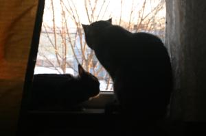 <img300*0:stuff/z/169023/Gollum%2520Cat/i1304373709_15.jpg>