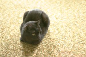 <img300*0:stuff/z/169023/Gollum%2520Cat/i1304373709_16.jpg>
