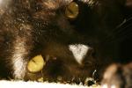Gollum Cat