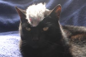 <img300*0:stuff/z/169023/Gollum%2520Cat/i1304373709_18.jpg>