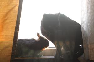 <img300*0:stuff/z/169023/Gollum%2520Cat/i1304373709_19.jpg>