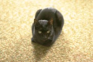 <img300*0:stuff/z/169023/Gollum%2520Cat/i1304373709_20.jpg>