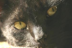 <img300*0:stuff/z/169023/Gollum%2520Cat/i1304373709_21.jpg>