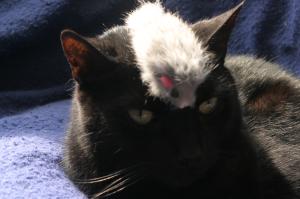 <img300*0:stuff/z/169023/Gollum%2520Cat/i1304373709_22.jpg>