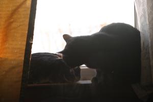 <img300*0:stuff/z/169023/Gollum%2520Cat/i1304373709_23.jpg>