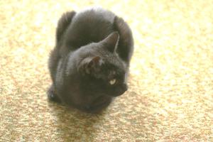 <img300*0:stuff/z/169023/Gollum%2520Cat/i1304373709_24.jpg>
