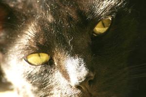 <img300*0:stuff/z/169023/Gollum%2520Cat/i1304373709_25.jpg>
